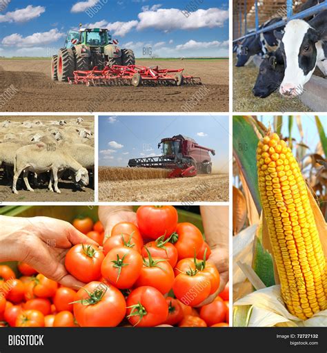 Agriculture Collage Image And Photo Free Trial Bigstock