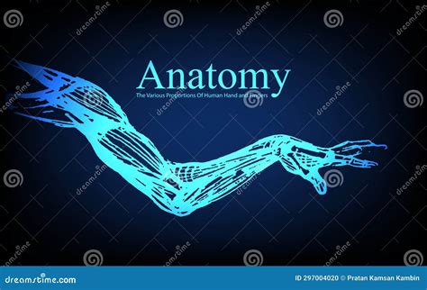 Human Anatomy In Front On X Ray View Anatomy Human Body Connection