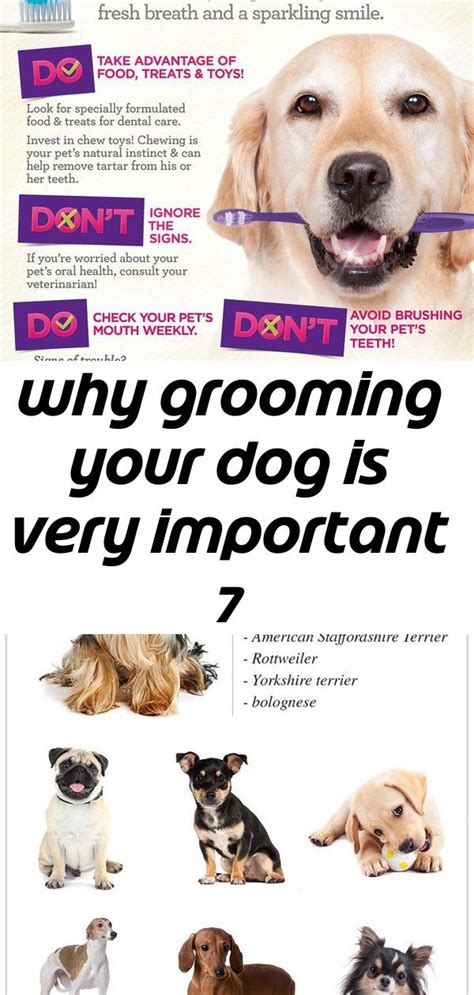 Why Grooming Your Dog Is Very Important 7 Dog Grooming Tips Cool