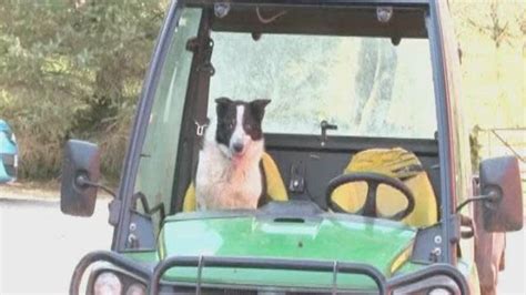 Causing Tailbacks Runaway Tractor Controlled By Sheepdog Crashes Onto