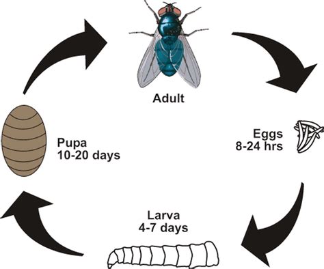 Fly Lifecycle Welcome To Our Grade 2 3 Classroom Website