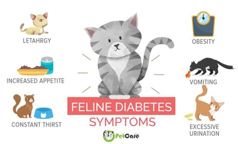 Diabetes In Cats Signs And Managing Diabetes Mellitus