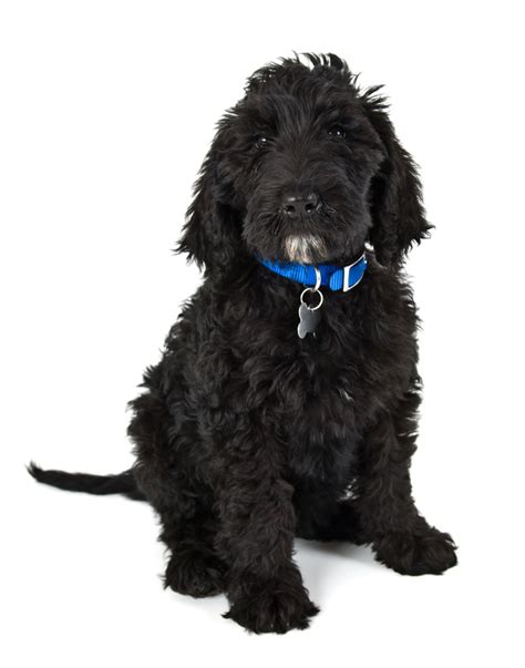 Black Labradoodle Puppy Facts You Didnt Know You Wanted To Know