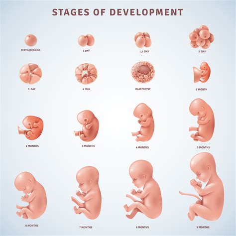 Etapas Del Desarrollo Embrionario Humano 1437095 Vector En Vecteezy