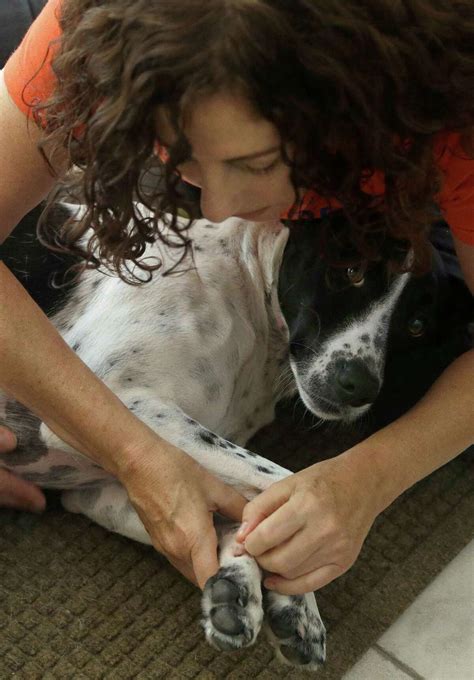 See Spot Relax Pet Massage Gaining Popularity