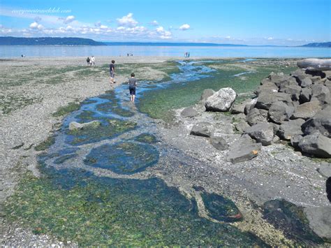 Exploring Saltwater State Park, Des Moines WA - EVERYONE'S ...