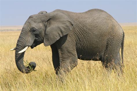 African Elephant Facts History Useful Information And Amazing Pictures