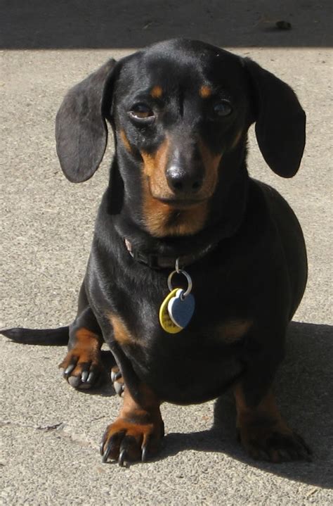 Qris resource guide program standards are markers of quality that have been established by experts. Standard Dachshund Smooth-haired Breed Information ...