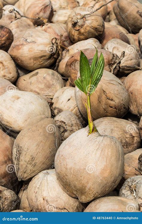 Young Sprout Of Coconut Tree Stock Photo Image Of Farm Coconut