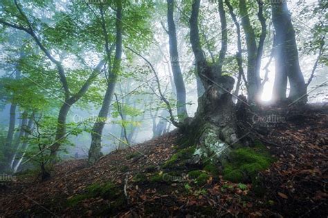 Mystical Forest In Fog High Quality Nature Stock Photos ~ Creative Market