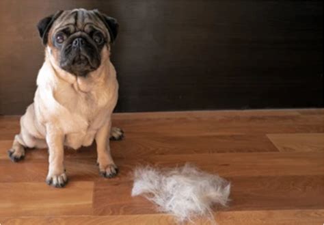 Learn How To Stop Pugs From Shedding With Expert Techniques