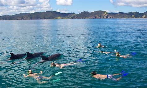 New Zealand Bans Swimming With Dolphins In Bay Of Islands Lonely Planet