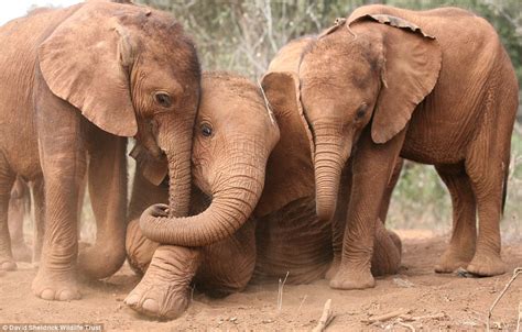 Baby Elephants Bond With Their Siblings In A Kenyan Rescue Centre