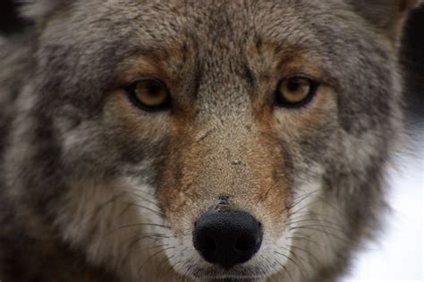 Coyotes Woyotes Coywolves Oh My Hendricks County Parks And Recreation