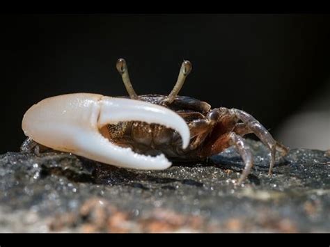 If someone is as fit as a fiddle or as fit as a flea, they are very fit and healthy. Facts: The Fiddler Crab - YouTube