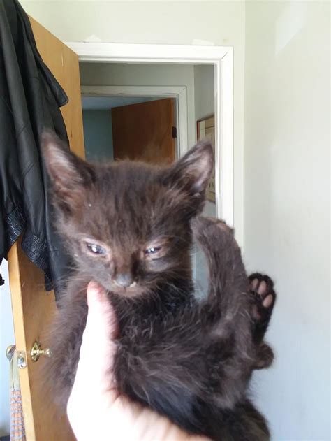 My 5 Week Old Kitten Is Extremely Tiny Frail And Her Eyes Are Matted