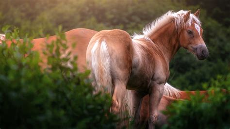 Animal Horse 4k Hd Wallpapers Hd Wallpapers Id 32616