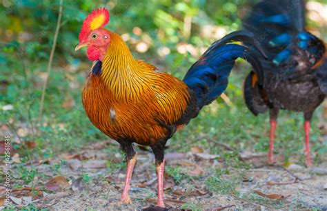 Sri Lankan Jungle Fowl Sri Lankan Jungle Fowl Is A Member Of The