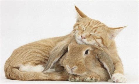 2 Cute Animal Pics Cute Bunny And Cat Together
