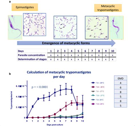 Increase In Temperature Affects The Emergence Of Metacyclic