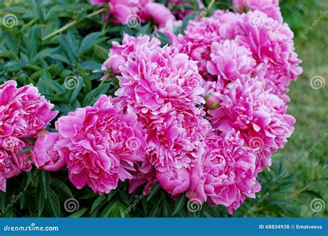 Pink Peony Flowers Stock Photo Image Of Flora Petal 68834938
