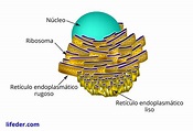 Retículo endoplasmático liso: qué es, características, ubicación, funciones