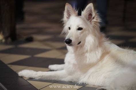 Dieser artikel ist ein stub. Weißer Schweizer Schäferhund (Berger Blanc Suisse) › Der ...