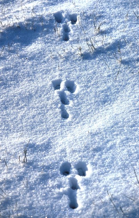 Rabbit Tracks In Snow Photo Wp04783