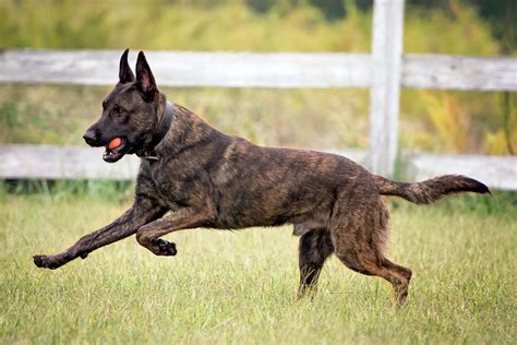 Dutch Shepherd Growth Chart Weight Chart And Size Chart