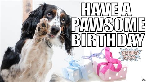 You are beautiful and special to me. Funny Happy Birthday Memes of Dogs - YouTube