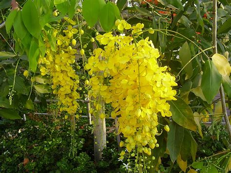 Royal Paradise Garden Rare Cassia Fistula Golden Shower Tree