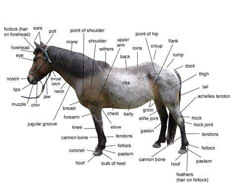Body parts stock vectors, clipart and illustrations. Diagram of Horse Body Parts