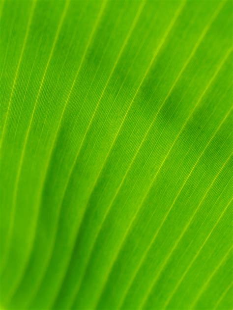 Banana Leaves Free Stock Photo Public Domain Pictures