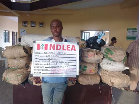 20 year old man nabbed with 16 bags of indian hemp in imo photos — abn tv