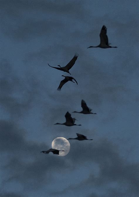 Night Flight Sandhill Cranes Flying Across The Moon In Early Evening