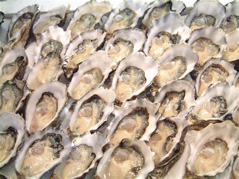 Oyster Farming In South Australia Responsible Seafood Advocate