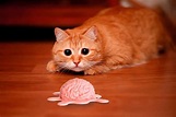 Cérebro dos gatos encolheu após convívio com humanos