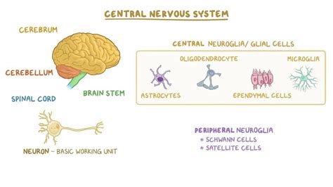 Central Nervous System Histology Video And Anatomy Osmosis
