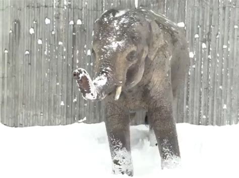 Portland Makes The Best Viral Snow Videos Watch Zoo Animals Play After