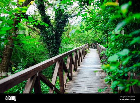 Wooden Bridge Road In A Rainforest Landscape Stock Photo Alamy