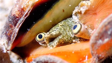 Conch Showing Its Eyes Looks Like Something From A Sci Fi Film YouTube