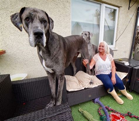 Great Dane Named Worlds Tallest Living Dog By Guinness World Records