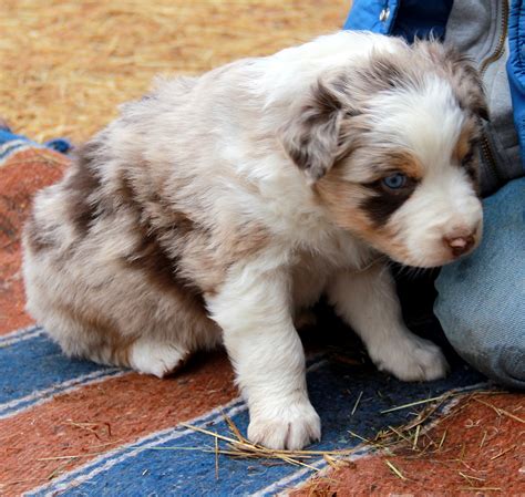 Too Cute Australian Shepherd Puppies Pictures Of Animals 2016