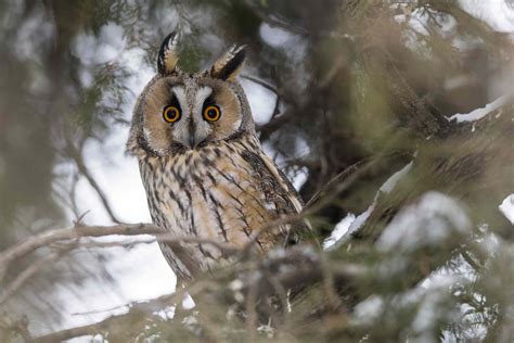 15 Amazing Owl Facts