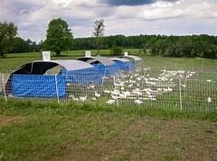 Wisconsin Chicken Hatchery