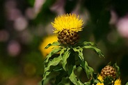 オウゴンヤグルマギク（黄金矢車菊）/Centaurea macrocephala - a photo on Flickriver
