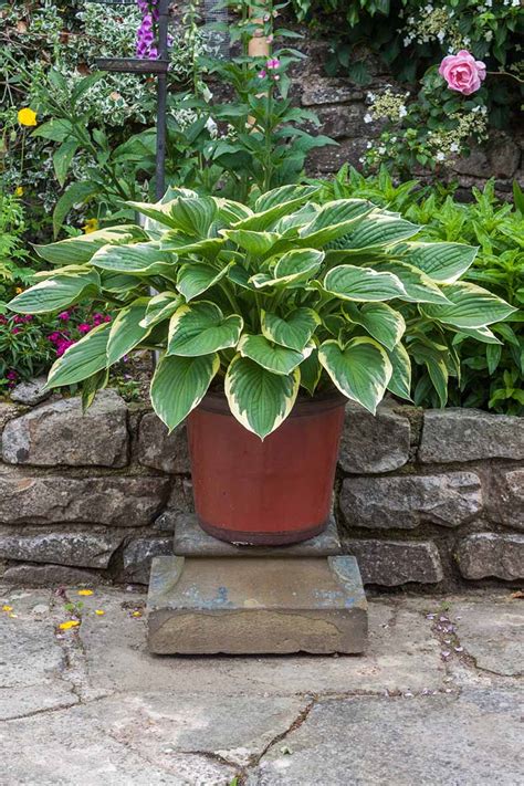 How To Grow And Care For Hostas Plantain Lilies Gardeners Path