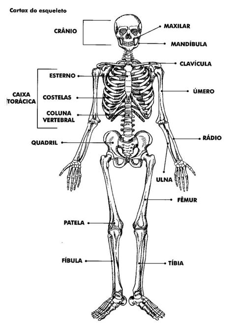 Quiz De Anatomia Ossos