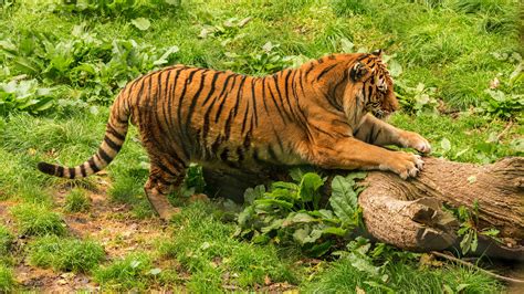 Tiger Is Standing On Tree Trunk Around Green Grass 4k Hd Animals