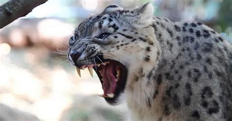 Snow Leopard Facts The Garden Of Eaden